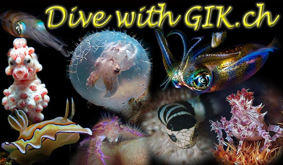 GIK-Dive-03