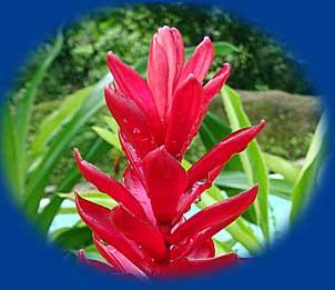 Rote Blume am Lake-Balanan